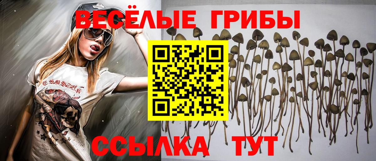 Псилоцибиновые грибы Psilocybe Борзя